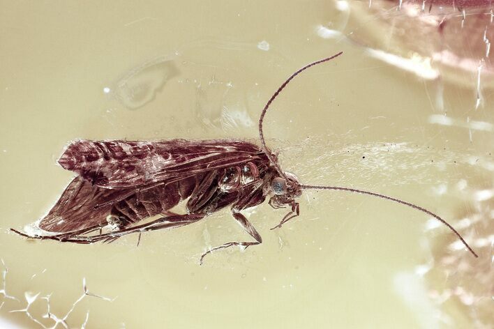 Detailed Fossil Caddisfly (Trichoptera) In Baltic Amber - Green Eyes! #362669